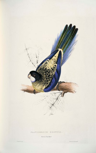 Platycercus venustus af Edward Lear